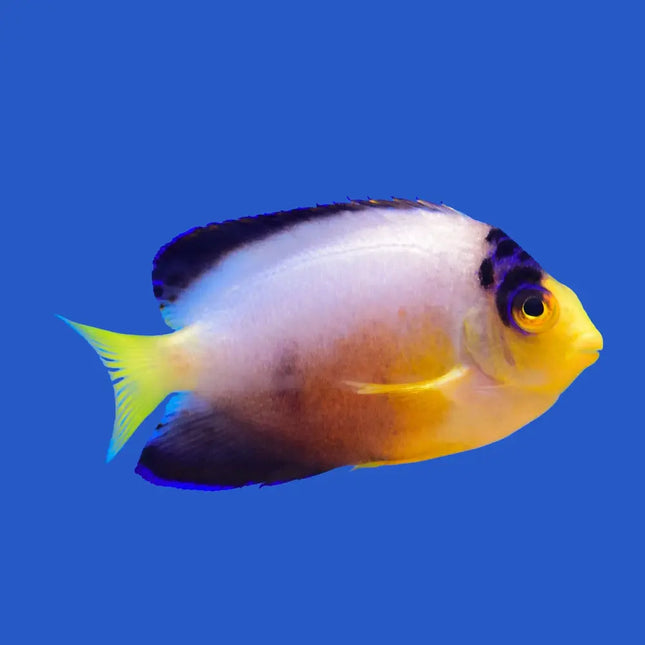 Centropyge multicolor, pez ángel enano con cuerpo azul-violeta y tonos naranjas intensos