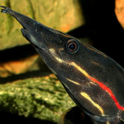 Anguila Roja Fuego juvenil de 15 cm con cuerpo oscuro y franjas rojas nadando cerca del fondo

