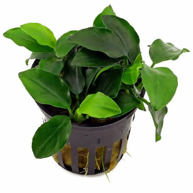 Anubias barteri var. nana con hojas pequeñas y verdes fijada sobre tronco en acuario plantado