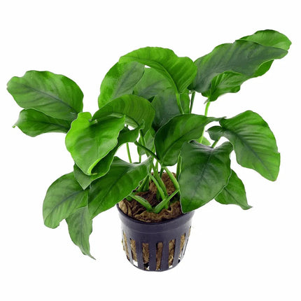 Anubias barteri con hojas verdes anchas fijada sobre tronco en acuario de agua dulce


