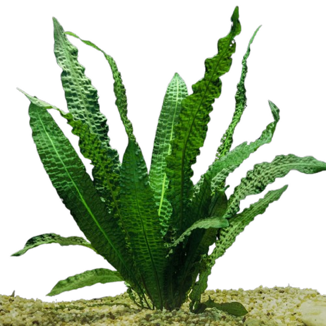 Aponogeton boivinianus