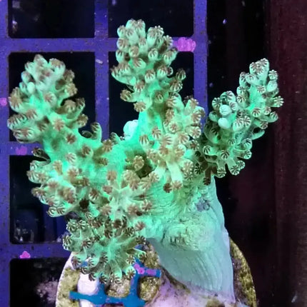 Coral blando Capnella con color verde,forma ramificada y textura carnosa en acuario marino.