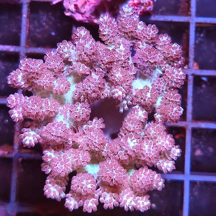 Arbol de Kenia Capnella. Coral blando ramificado con pólipos abiertos.  