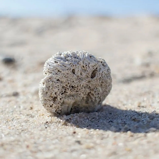 Saco de Arena de Coral Premium BCF, sustrato blanco natural para acuarios marinos y cíclidos

