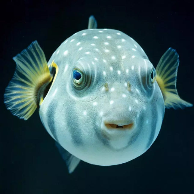 Arothron hispidus S/M