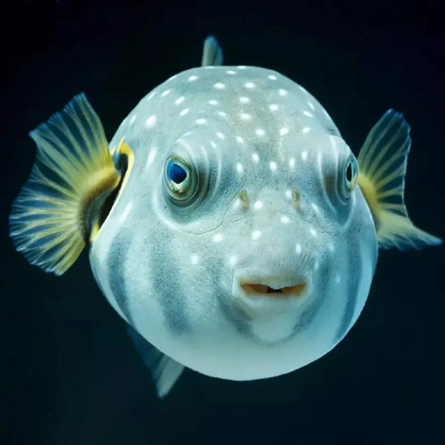 Arothron hispidus con cuerpo gris verdoso y puntos blancos repartidos por todo el cuerpo.