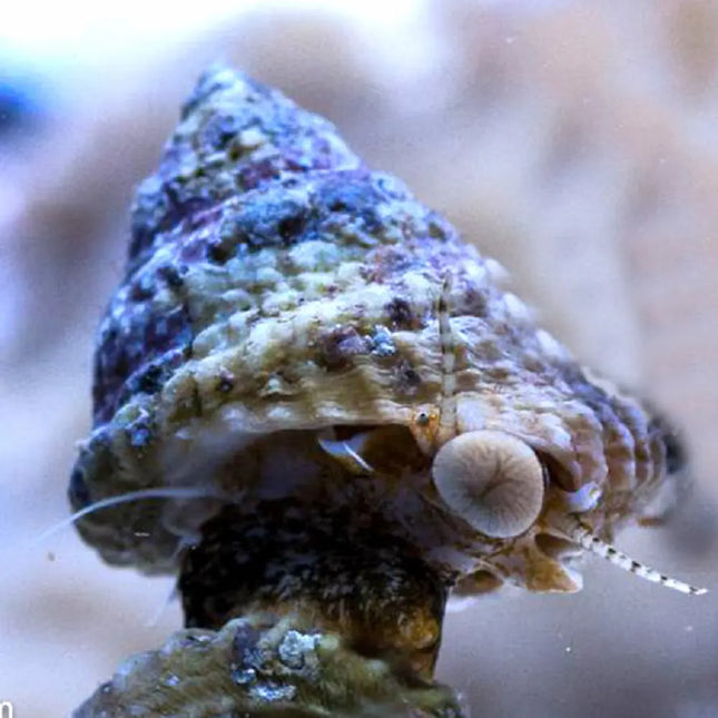 Caracol marino Astraea undosa adherido a roca viva en acuario, mostrando su concha cónica con bordes dentados en tonos grises y verdosos.
