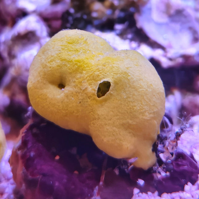 Axinella amarilla esponja marina amarilla para acuario reef