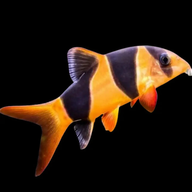 Botia Payaso Chromobotia macracanthus para acuario de agua dulce