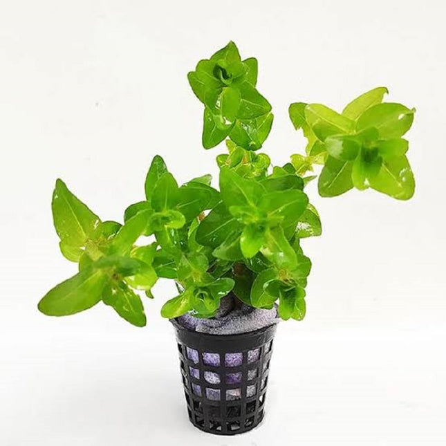 Bacopa caroliniana
