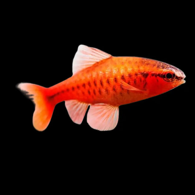 Barbo Cereza macho con color rojo intenso nadando en acuario plantado

