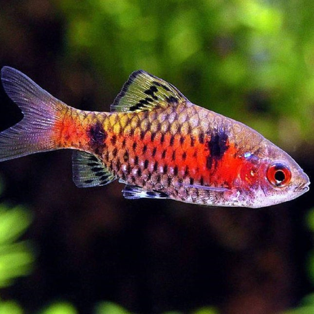 Barbo odessa 4-5 cm
