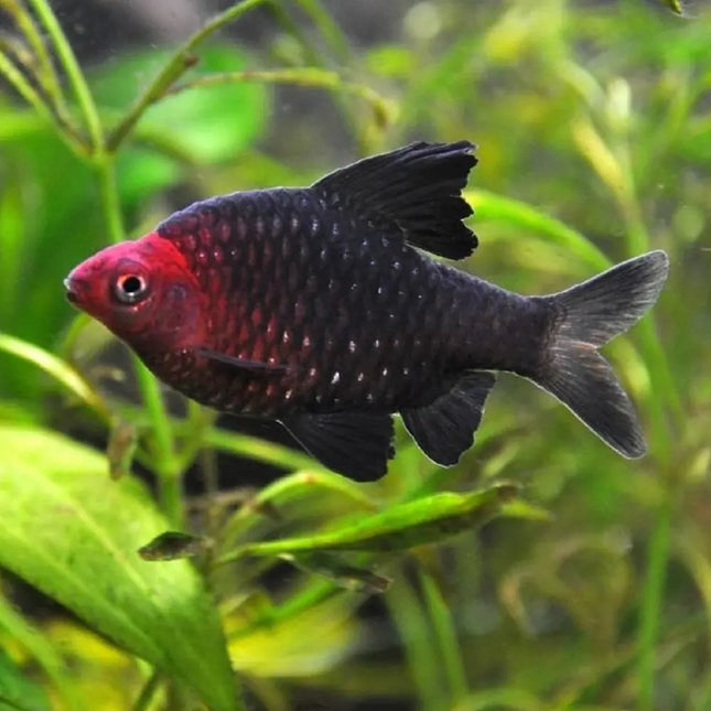 Barbo Rubí Puntius nigrofasciatus de color rojo brillante nadando en acuario tropical plantado