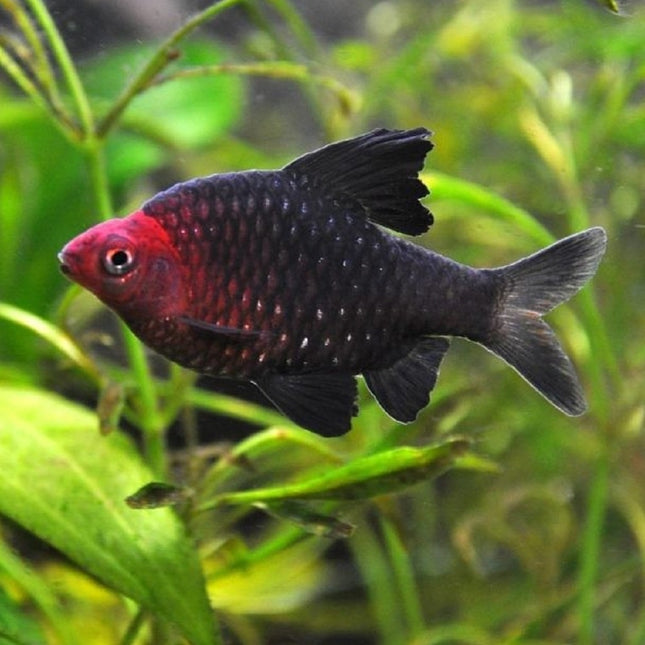 Barbo Rubí 3-3,5 cm Puntius nigrofasciatum
