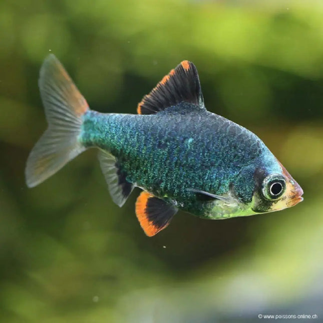 Barbo Tetrazona Verde con cuerpo esmeralda y reflejos metálicos nadando en acuario tropical
