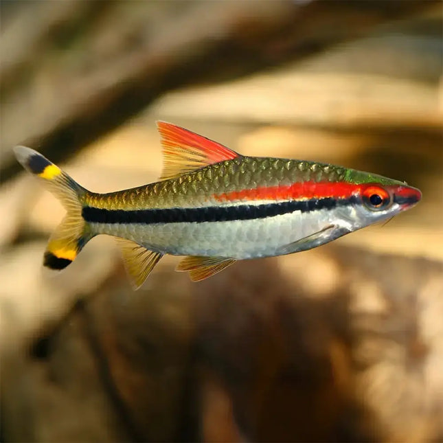 Barbo Torpedo Puntius denisonii con cuerpo aerodinámico y franjas rojas y negras en acuario plantado