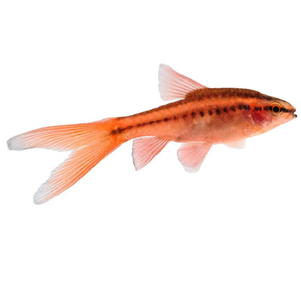 Barbo cereza Puntius titteya