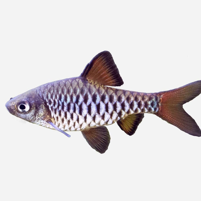Barbo ajedrez 3-4 cm