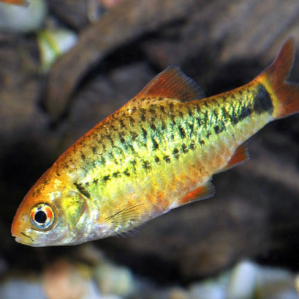 Barbo oro 3-4 cm Puntius semifasciolatus