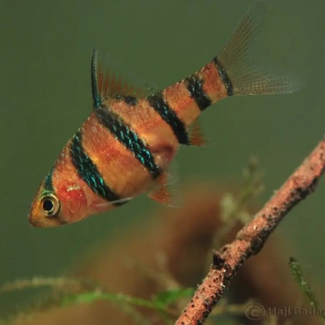 Barbo Pentazona con cinco franjas negras verticales en acuario tropical plantado

