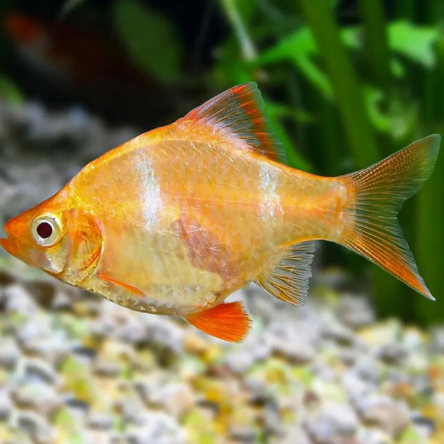 Barbo Tetrazona Albino de color claro y ojos rojos nadando en acuario plantado tropical
