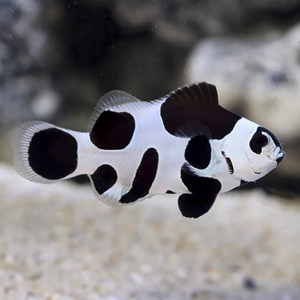 Amphiprion ocellaris Black Storm, pez payaso con patrón blanco dominante y bordes negros definidos