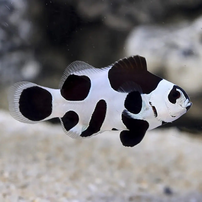 Amphiprion ocellaris Black Storm, pez payaso con patrón blanco dominante y bordes negros definidos