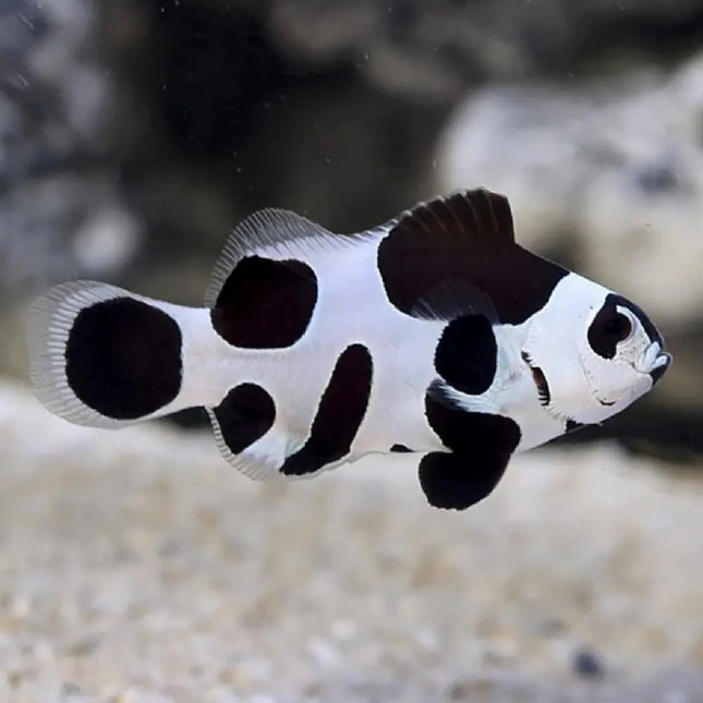Amphiprion ocellaris "Black Storm" | Pez payaso de diseño con patrón blanco y naranja contrastado