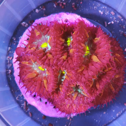 La Blastomussa es un coral LPS (Large Polyp Stony) muy apreciado por su aspecto único y sus vibrantes colores.