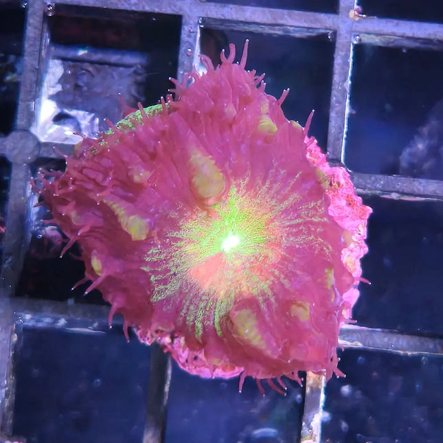 Blastomussa Frag