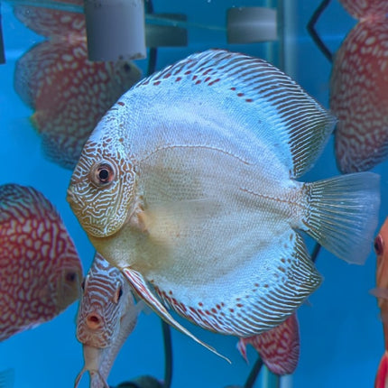 Disco Blue Scorpion Premium