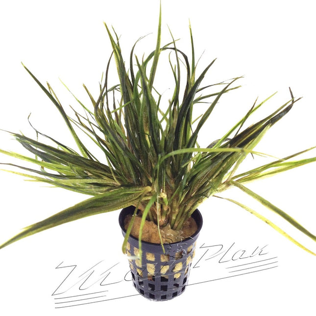 Blyxa japonica