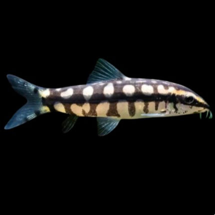 Botia Sidthimunki Yasuhikotakia sidthimunki para acuario de agua dulce