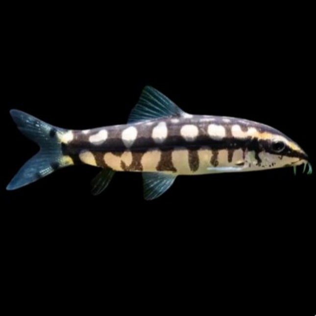 Botia Sidthimunki Yasuhikotakia sidthimunki para acuario de agua dulce