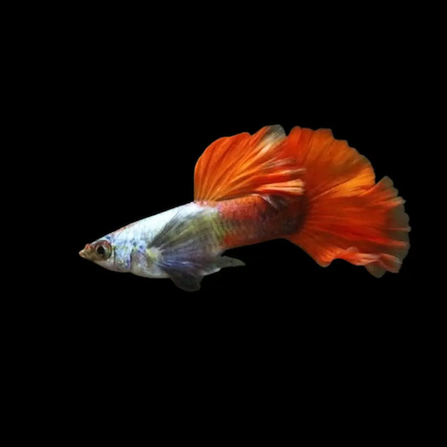Guppy Macho Red Sapphire con cola roja rubí y cuerpo brillante en acuario de agua dulce

