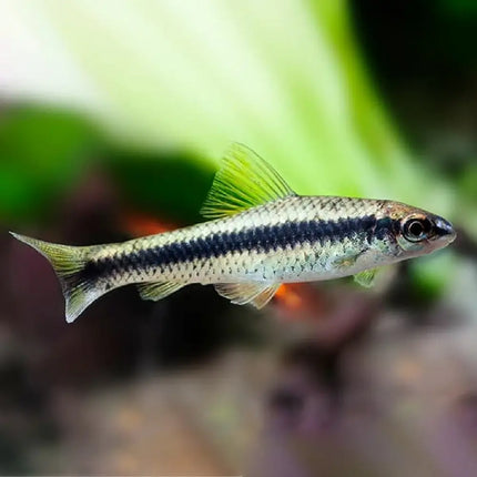 Zorro comealgas (Crossocheilus siamensis) alimentándose en el fondo de un acuario tropical

