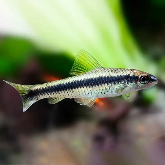 Zorro comealgas (Crossocheilus siamensis) alimentándose en el fondo de un acuario tropical

