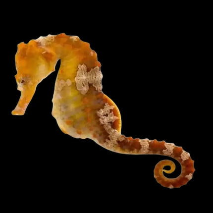 Hippocampus erectus, caballito de mar del Atlántico con cuerpo robusto y aletas delicadas