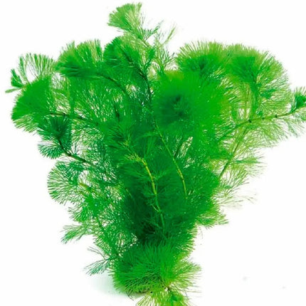 Cabomba caroliniana con hojas verdes en forma de abanico en acuario plantado de agua dulce

