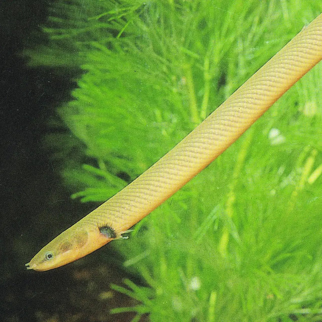 Erpetoichthys calabaricus alargado y de color marrón oscuro, sobre fondo verde, con su característica forma de serpiente.