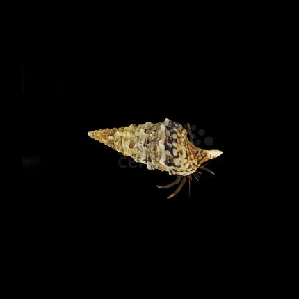 Calcinus es una especie de cangrejo ermitaño marino perteneciente a la familia Diogenidae, que se encuentra comúnmente en los ecosistemas de arrecifes de coral y fondos rocosos de aguas tropicales. Este cangrejo es conocido por su comportamiento interesante y su característica capacidad para habitar conchas de otros animales, lo que lo convierte en un invertebrado popular en acuarios marinos.