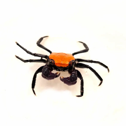 Cangrejo Vampiro Orange Black Geosesarma