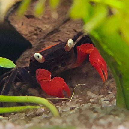 Cangrejo Vampiro Rojo Geosesarma