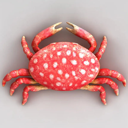 Cangrejo fresa Liomera de color rosa con motas blancas para acuario marino