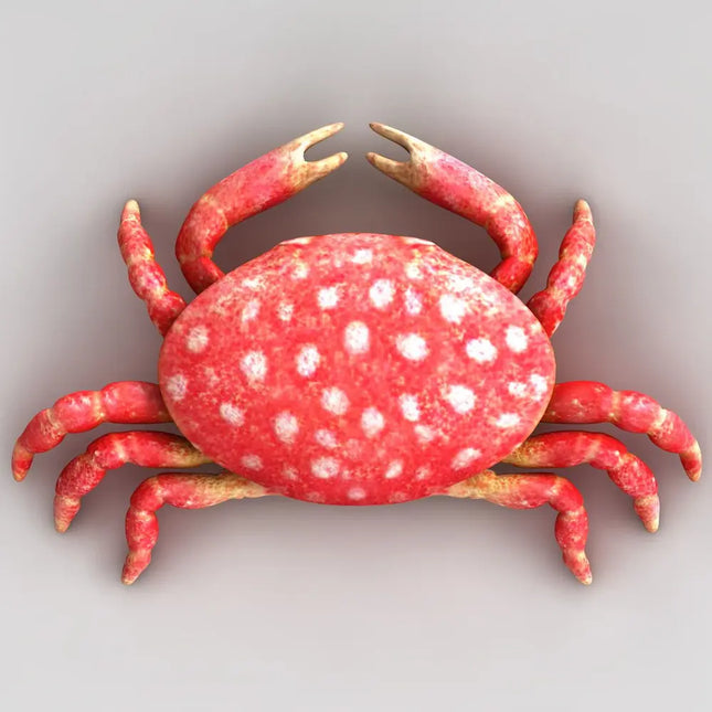 Cangrejo fresa Liomera de color rosa con motas blancas para acuario marino