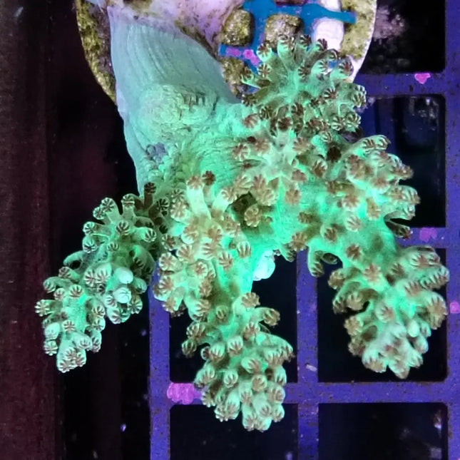 Coral de tono verde brillante sobre fondo negro