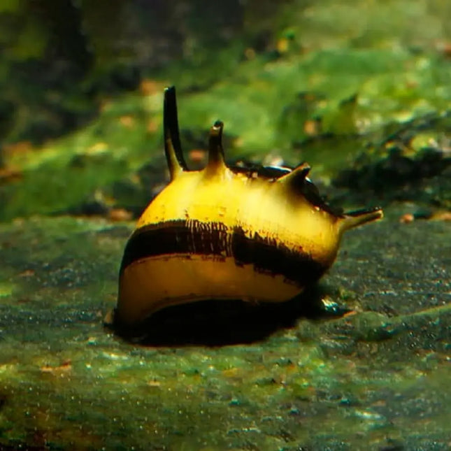 Caracol Abeja Clithon corona con concha amarilla y negra característica de acuarios de agua dulce.