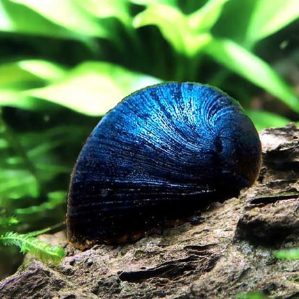 Caracol Casco Militar Neritina pulligera con concha oscura y redondeada característico de acuarios de agua dulce