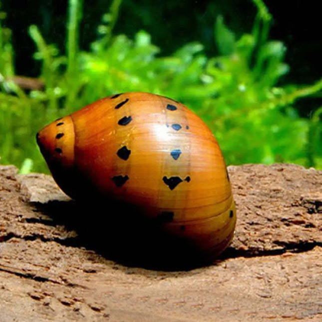 Caracol Cebolla Rojo Neritina semiconica con concha rojiza característica en acuario de agua dulce.