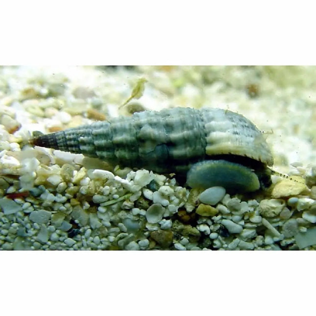 Caracol Marino Cerithium sobre sustrato arenoso en acuario marino, mostrando su concha espiral en tonos beige y marrón.